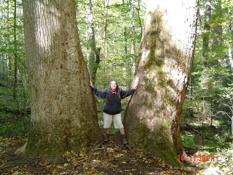 Ancient Trees That Have Stood for Centuries