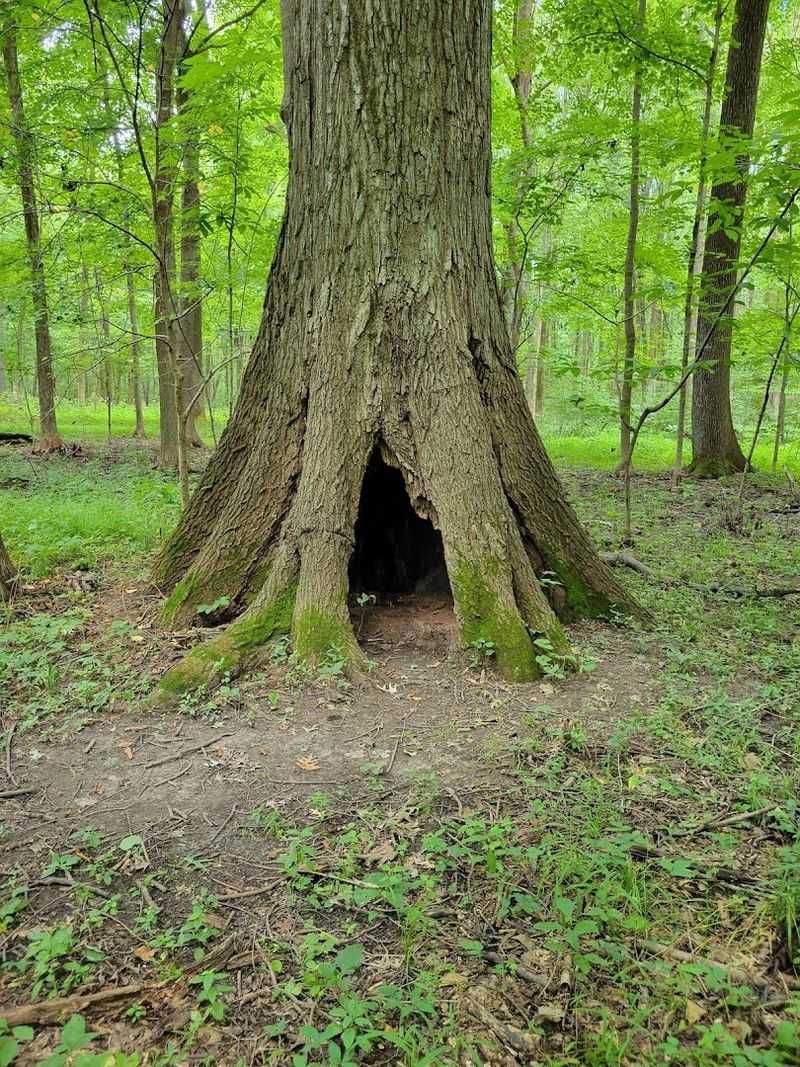 Ancient Trees That Will Leave You Speechless Ancient Trees That Will Leave You Speechless