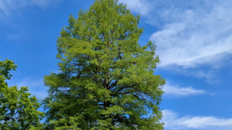 Ancient Trees With Over 100 Years of History Ancient Trees With Over 100 Years of History