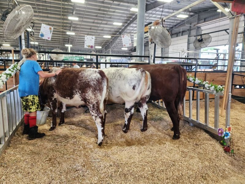Animal Barns Full of Blue-Ribbon Moments Animal Barns Full of Blue-Ribbon Moments