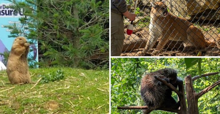 Animal Lovers Say This Overlooked Pennsylvania Zoo Is One Of The State’s Most Underrated Family Attractions