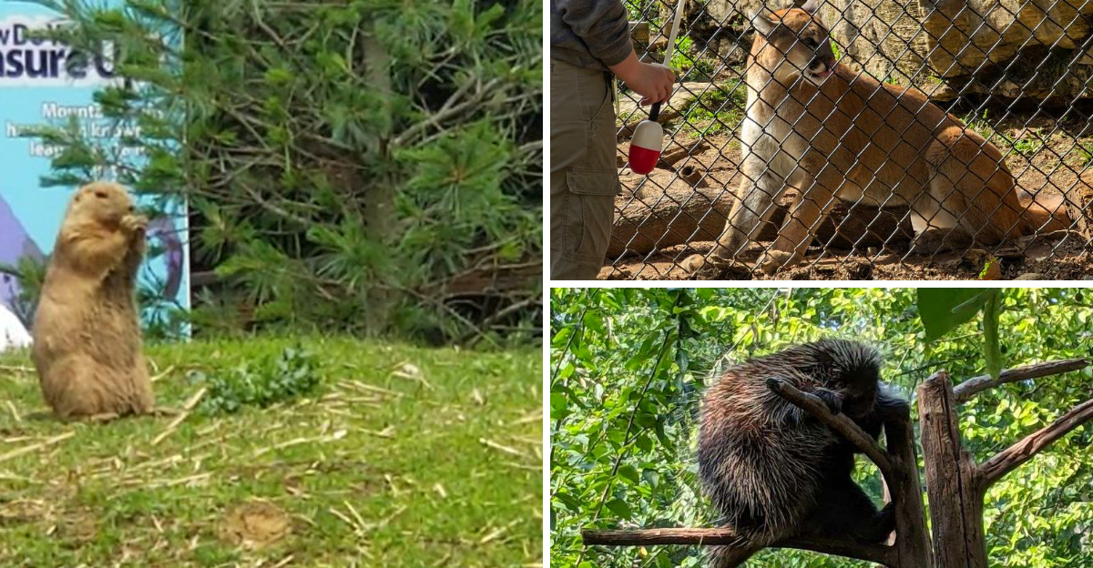 Animal Lovers Say This Overlooked Pennsylvania Zoo Is One Of The States Most Underrated Family Attractions