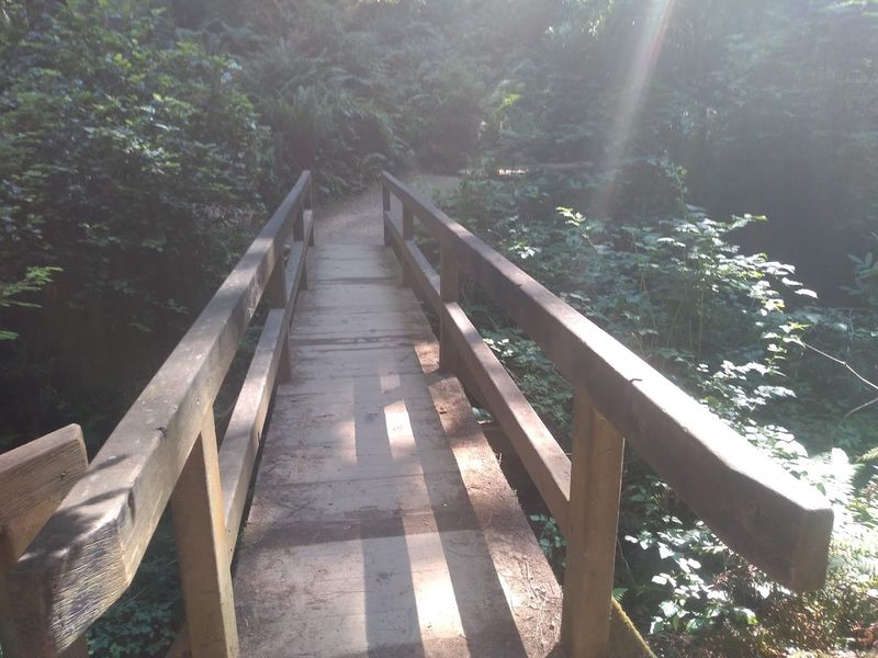 Arcata Community Forest: A Woodland Retreat Right in Town