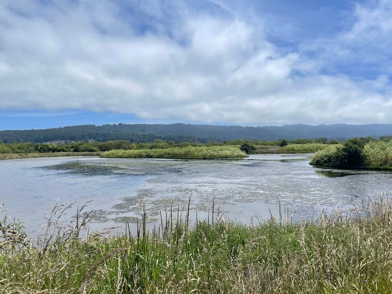 Arcata Marsh and Wildlife Sanctuary: Nature's Own Stress Reliever