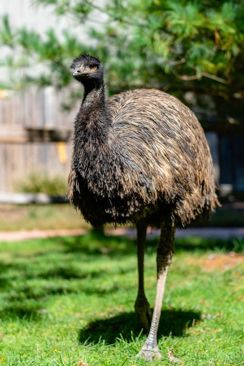 Australian Walkabout