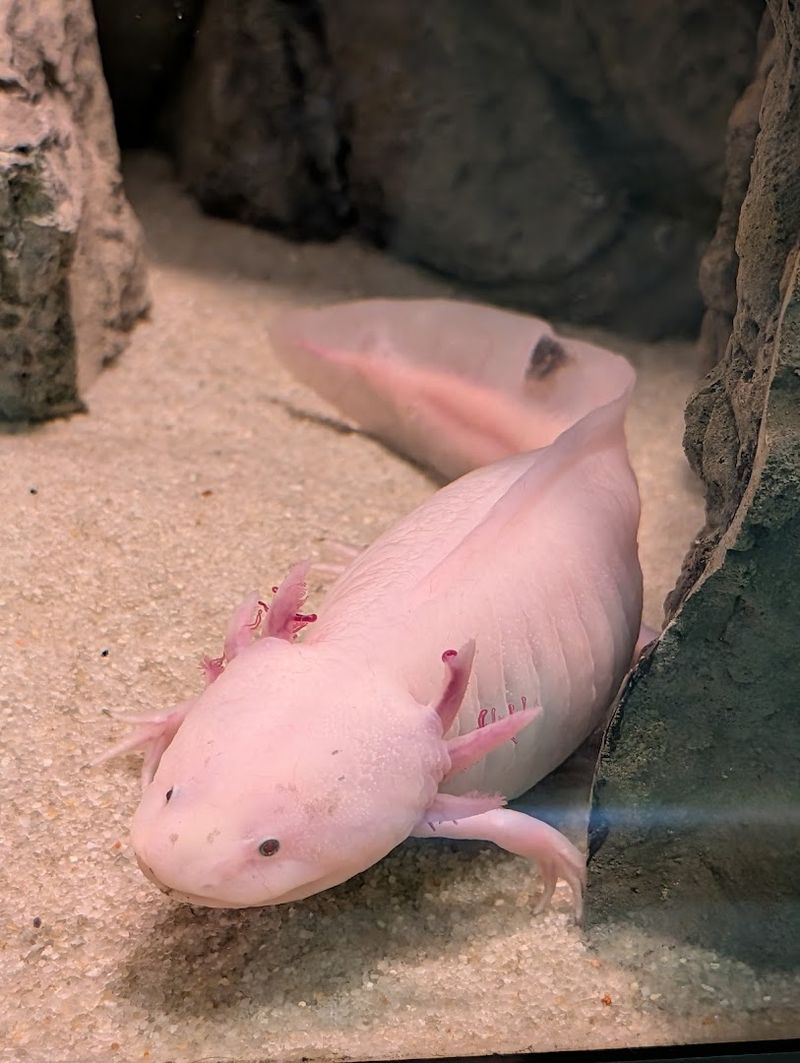 Axolotls and Mudpuppies That Steal the Show