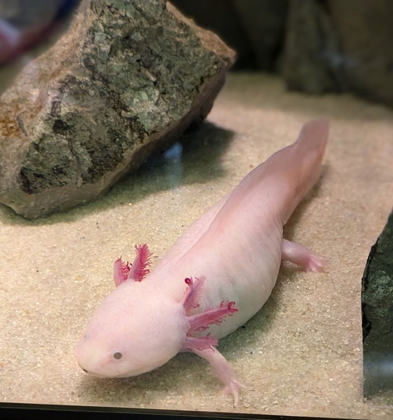 Axolotls and Mudpuppies That Will Steal Your Heart