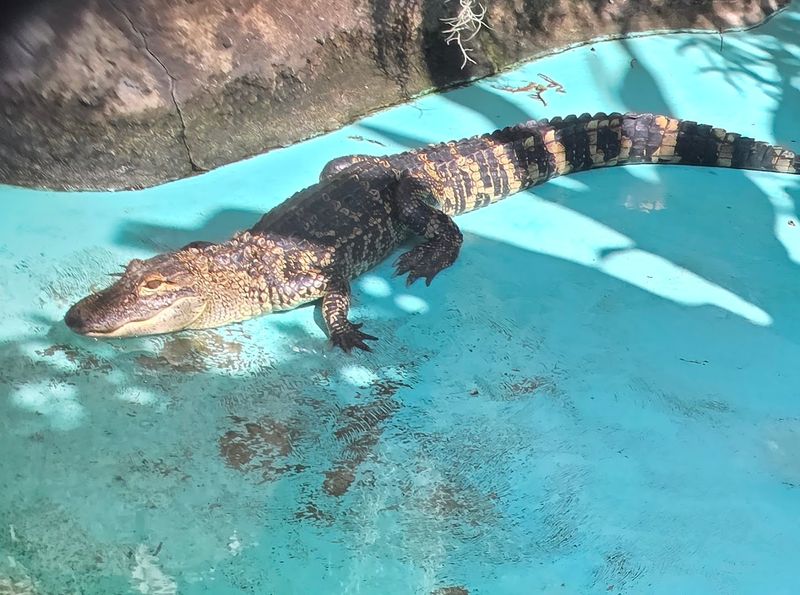 Baby Alligators, Turtles, and Tortoises on Display