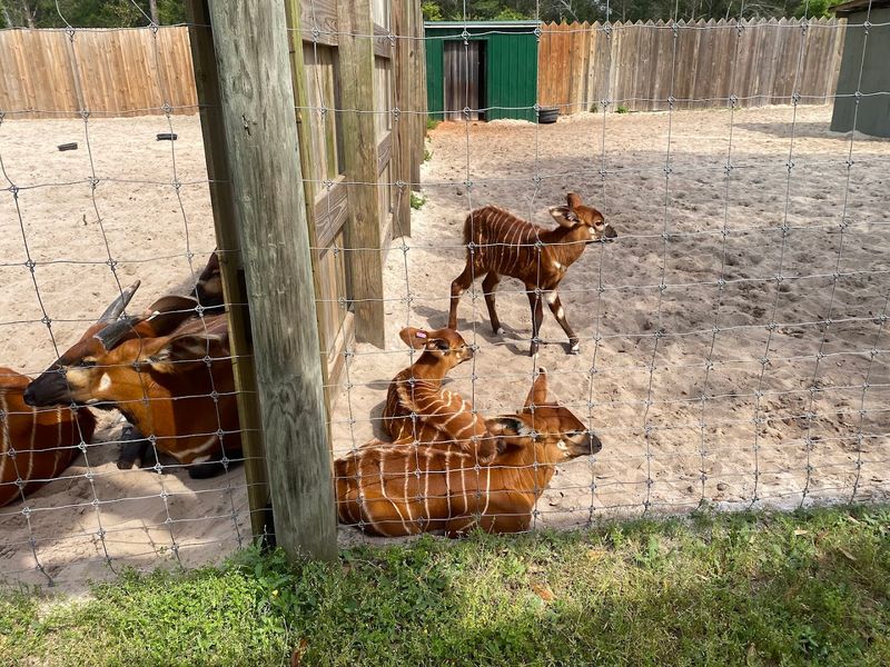 Baby Animals and New Arrivals