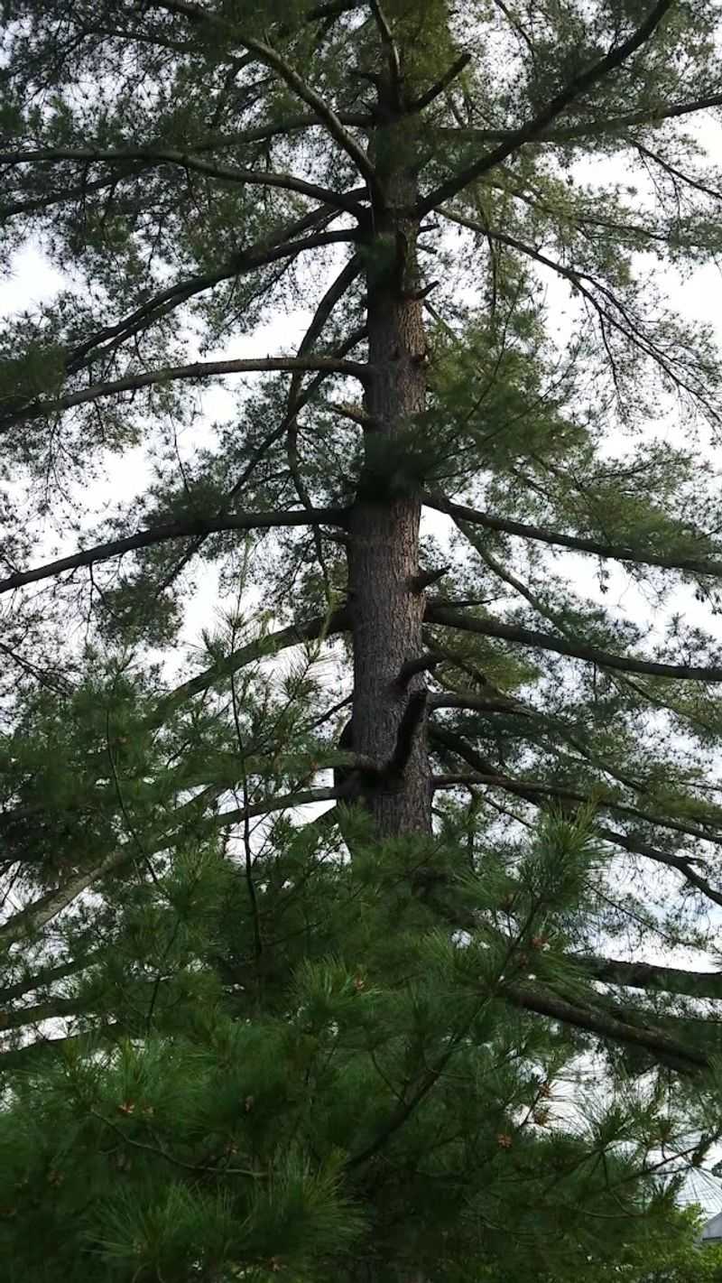 Backwoods Trek Area for Nature Adventurers