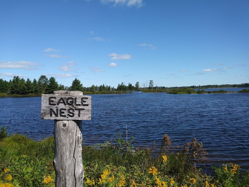 Bald Eagles and Their Nesting Habitat
