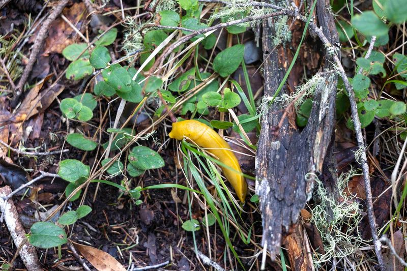 Banana Slugs and Wildlife You Won't Find Anywhere Else