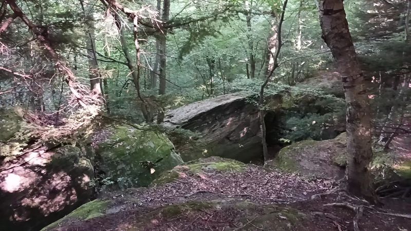 Bat Colony and Wildlife Encounters