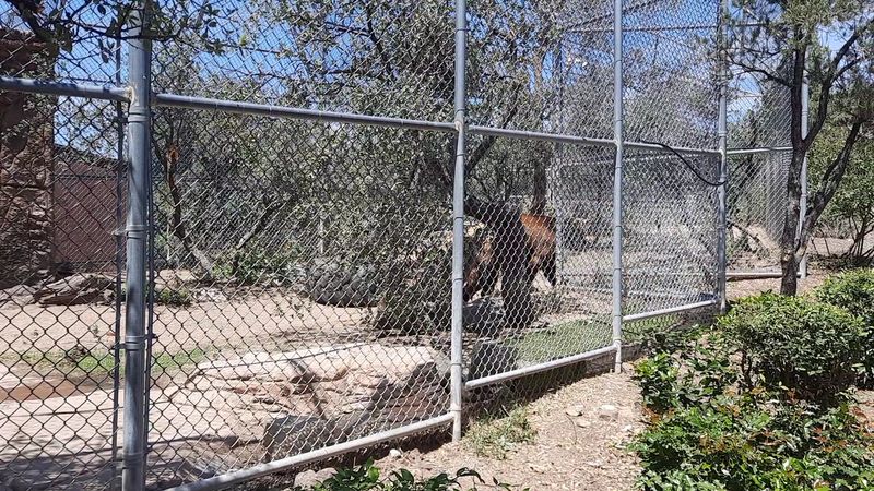 Bears, Cubs, and a Brand-New Habitat in Progress