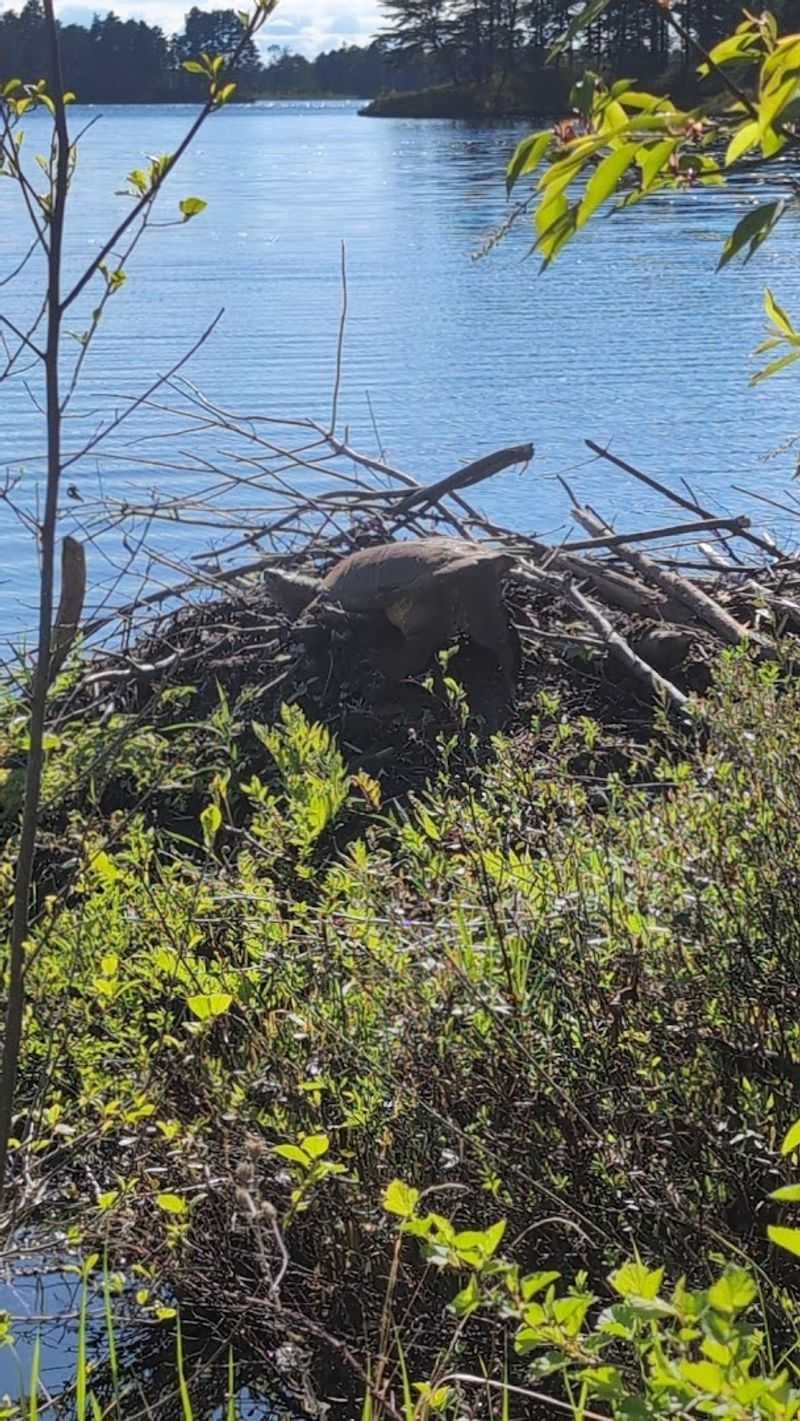 Beaver and Otter Sightings