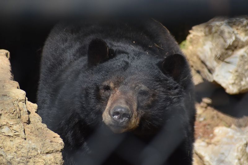 Best Times to Visit for Maximum Animal Action
