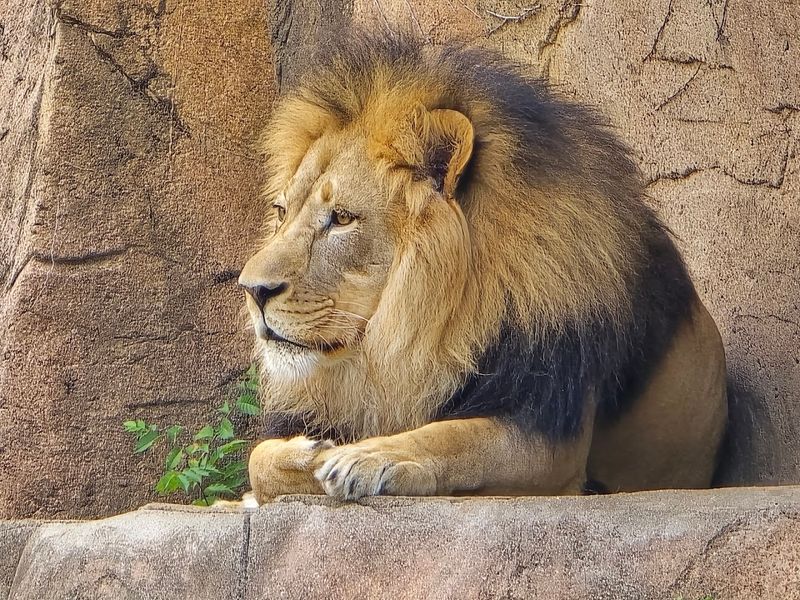 Big Cats That Command Attention