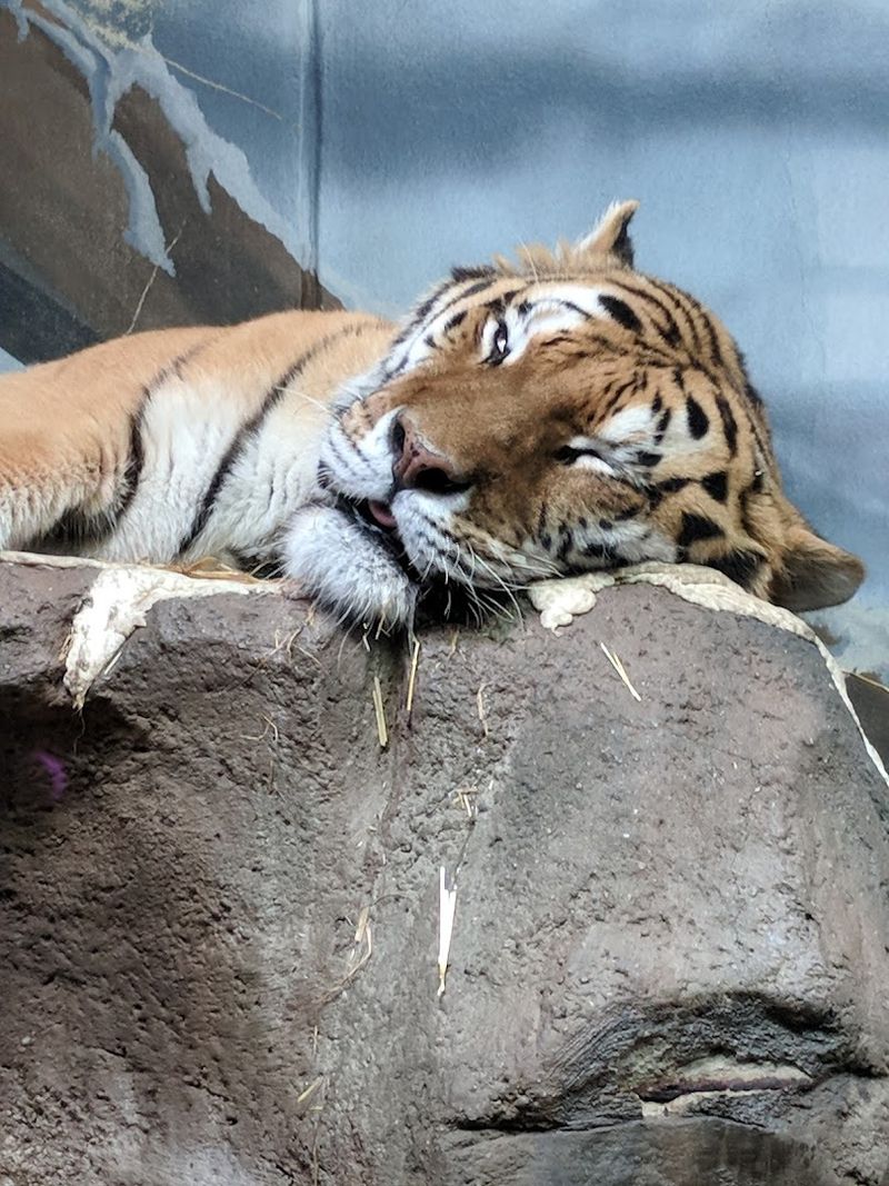 Big Cats That Leave You Breathless