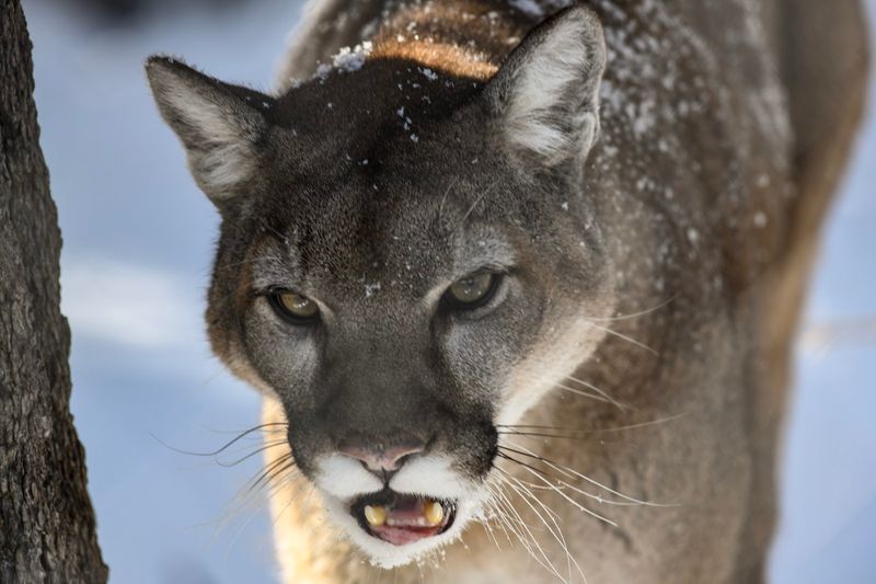 Big Cats That Will Leave You Speechless