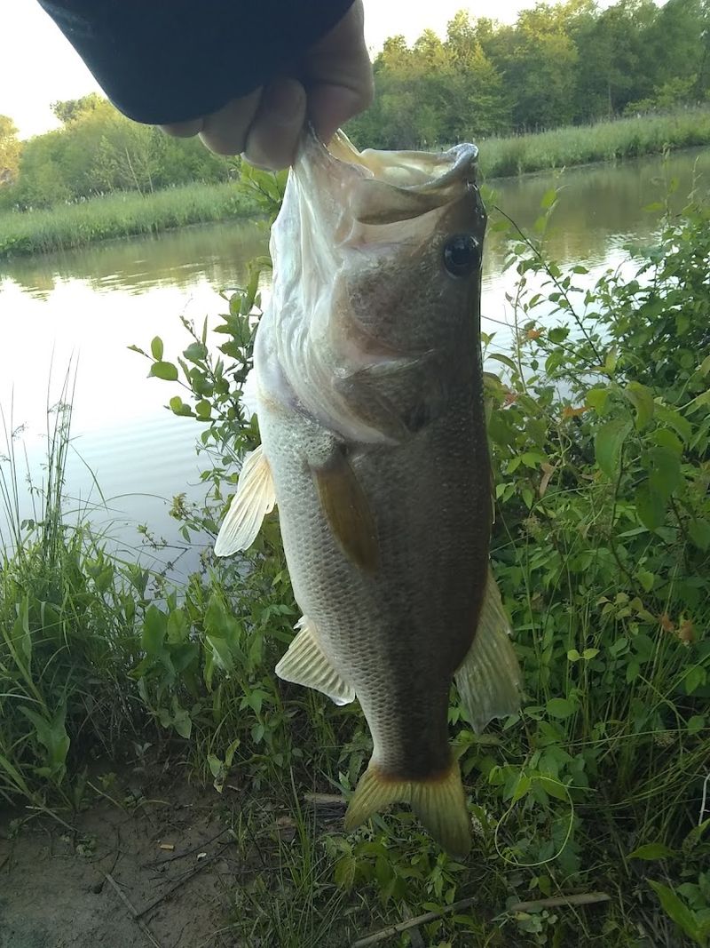 Big Fish Are Definitely Living In This Pond Big Fish Are Definitely Living In This Pond