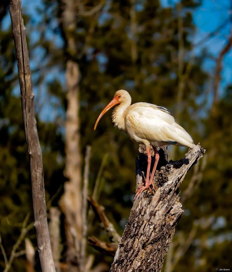 Bird Watching Paradise on the Georgia Coast