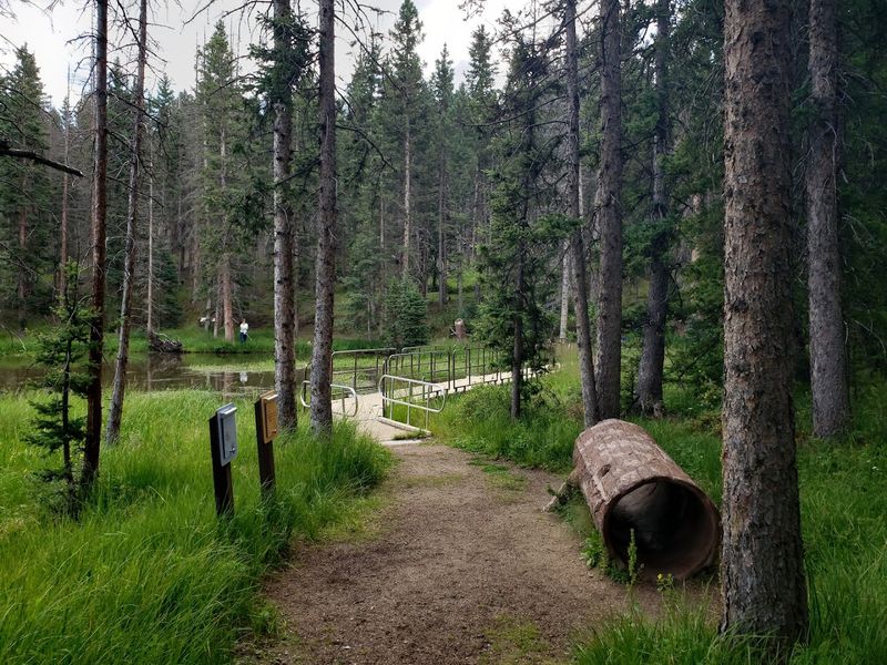 Bird Watching and Native Wildlife That Make Every Walk an Adventure