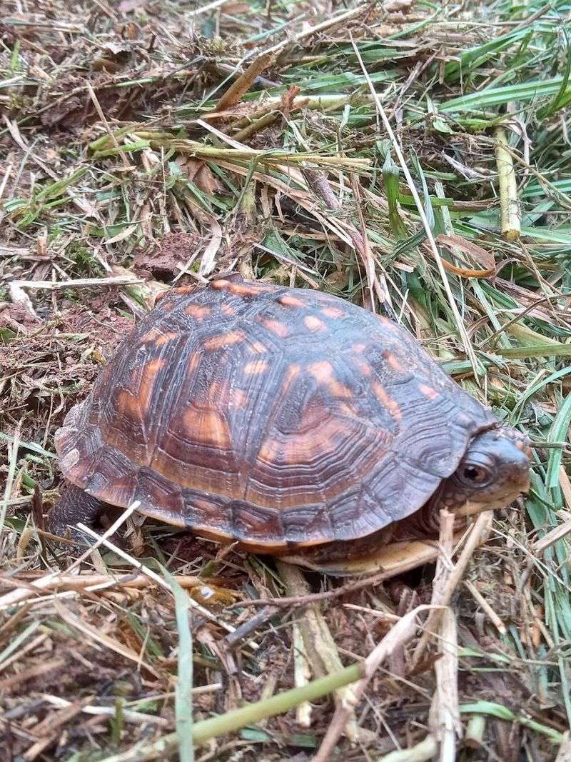 Bird Watching and Wildlife Along the Oconee River Bird Watching and Wildlife Along the Oconee River
