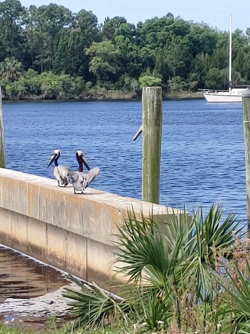 Birding Heaven In The Florida Panhandle