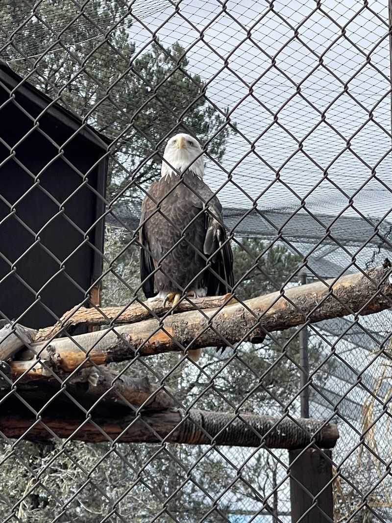 Birds of Prey That Command Attention