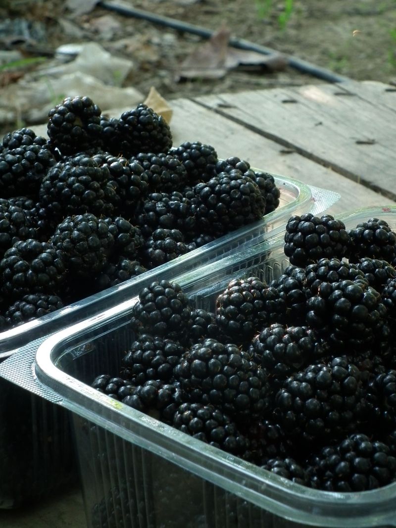 Blackberries Blackberries