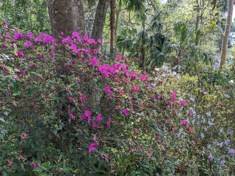 Blooming Azaleas and Botanical Beauty Along the Path Blooming Azaleas and Botanical Beauty Along the Path