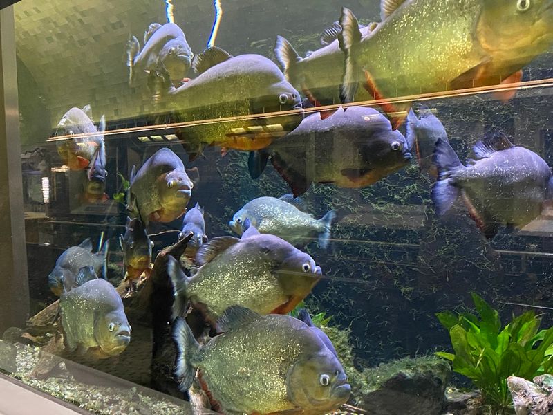 Both Freshwater and Saltwater Species on Display