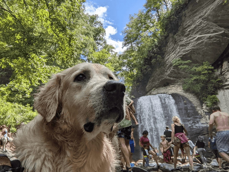 Bringing Your Dog Along for the Trip