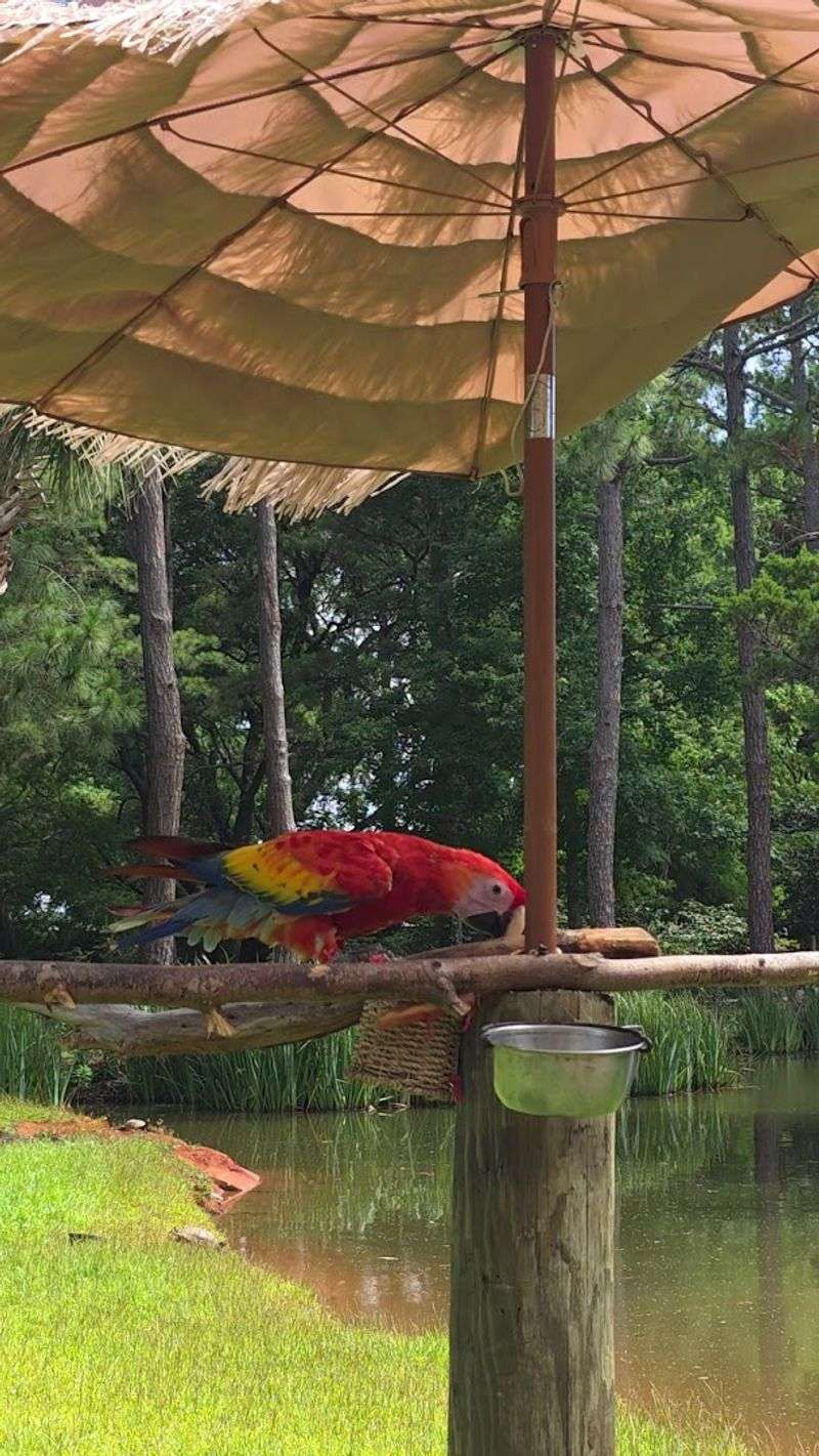 Budgie Aviary and Bird Feeding