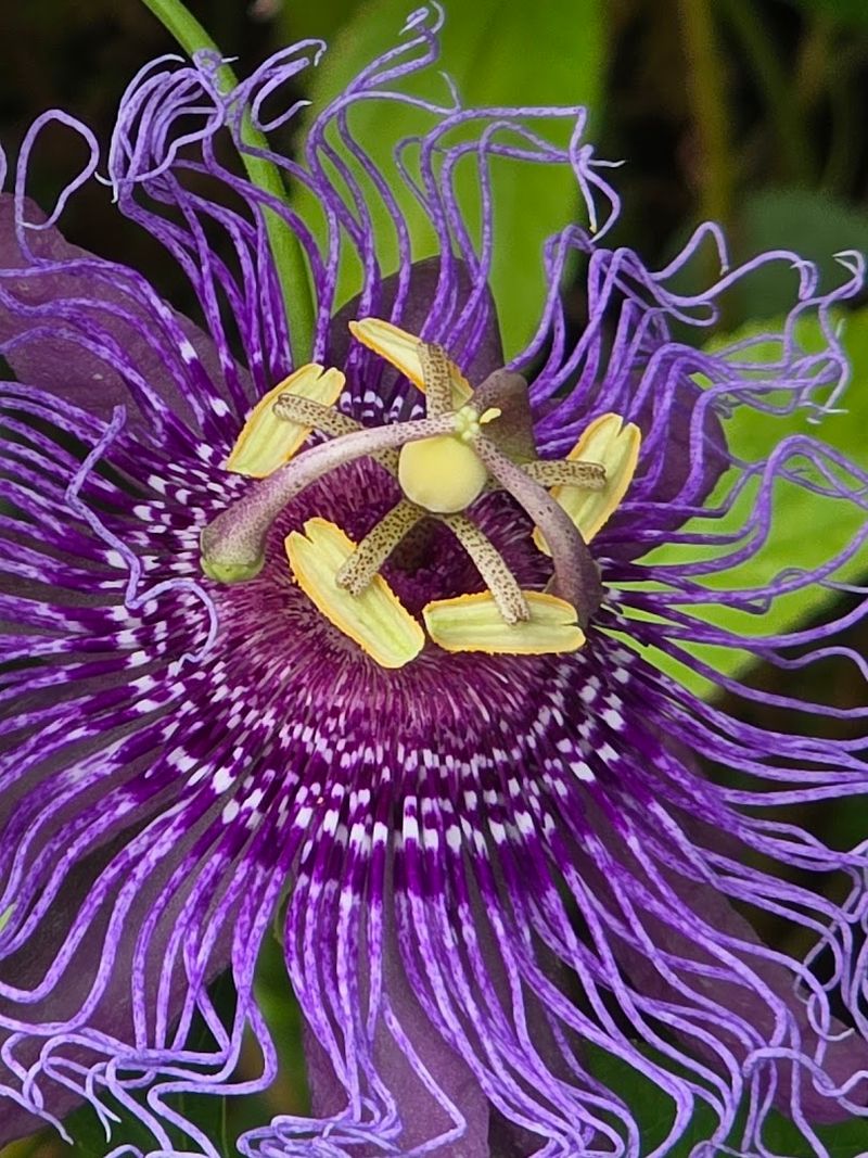 Butterfly Garden Adventures That Delight Visitors of All Ages