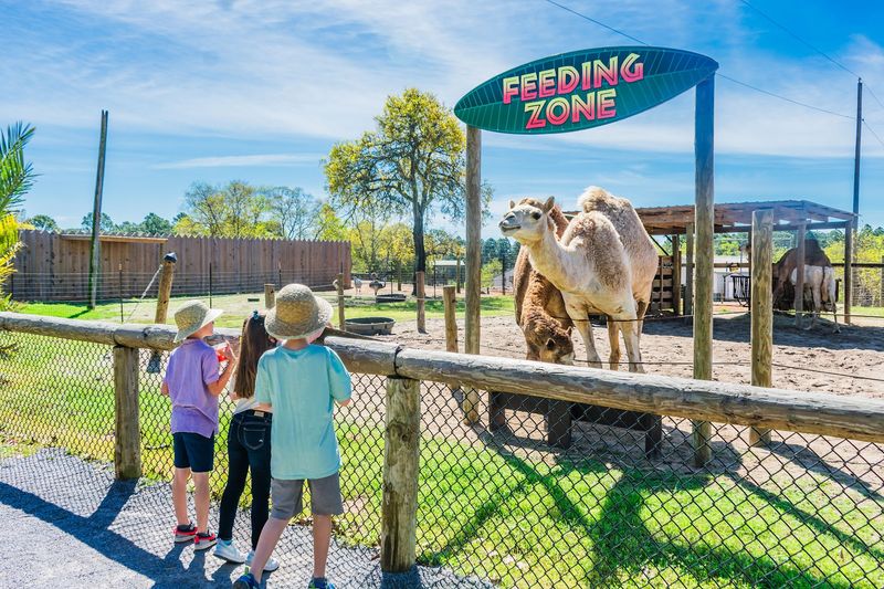 Camel Feeding at Gulf Breeze Zoo