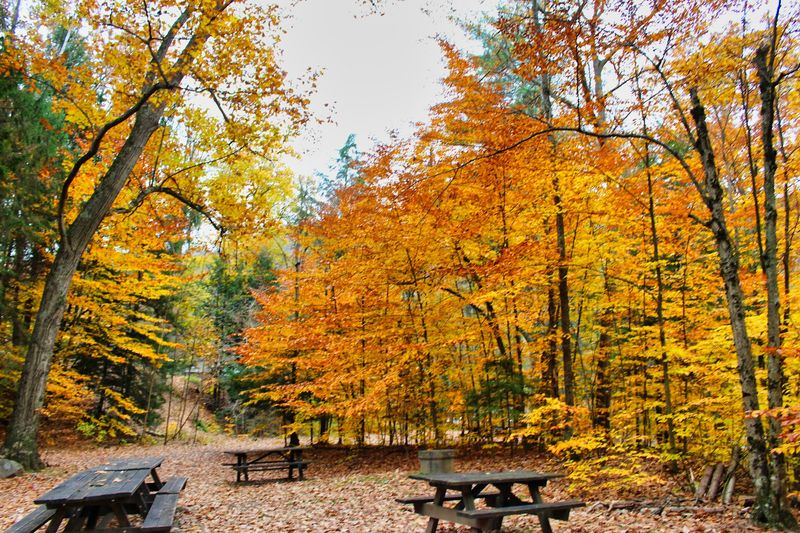Campground Life: Peaceful, Private, and Perfectly Wooded