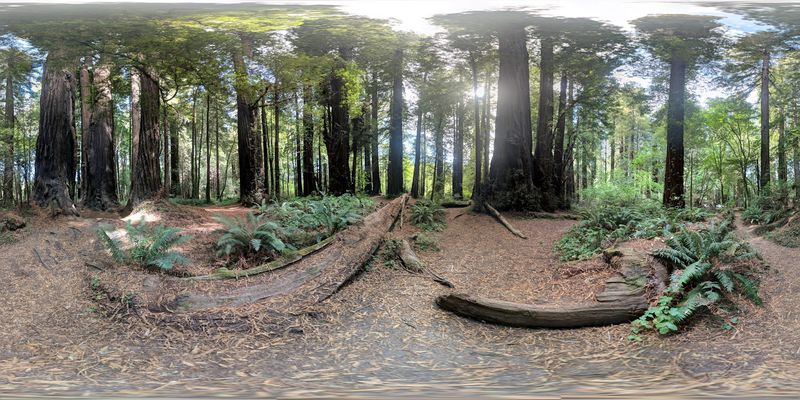 Camping Beneath the Giants — Sleeping Under the Stars