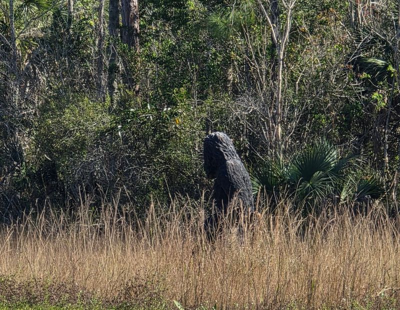 Camping Right in the Heart of the Swamp