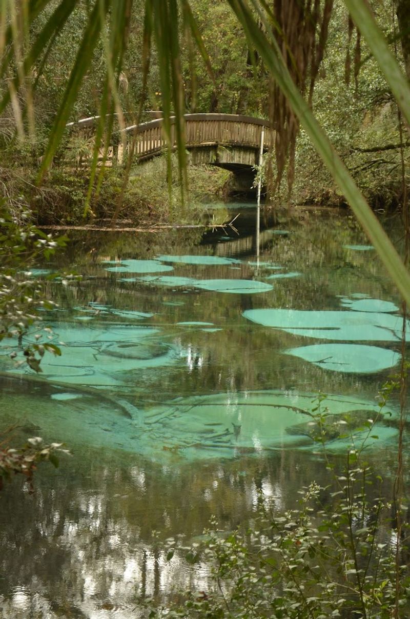 Camping Under a Canopy of Ancient Florida Forest