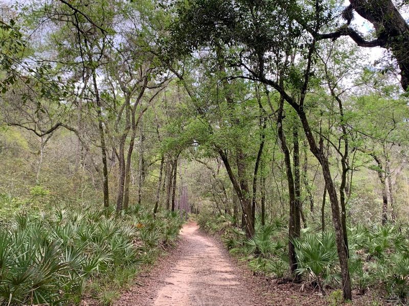 Camping Under a Canopy of Ancient Oaks
