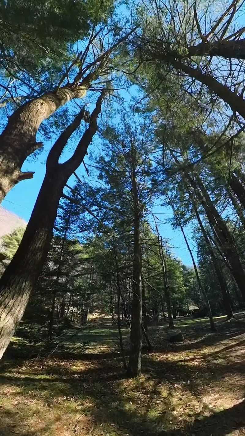 Camping Under the Stars Without the Reservation Scramble
