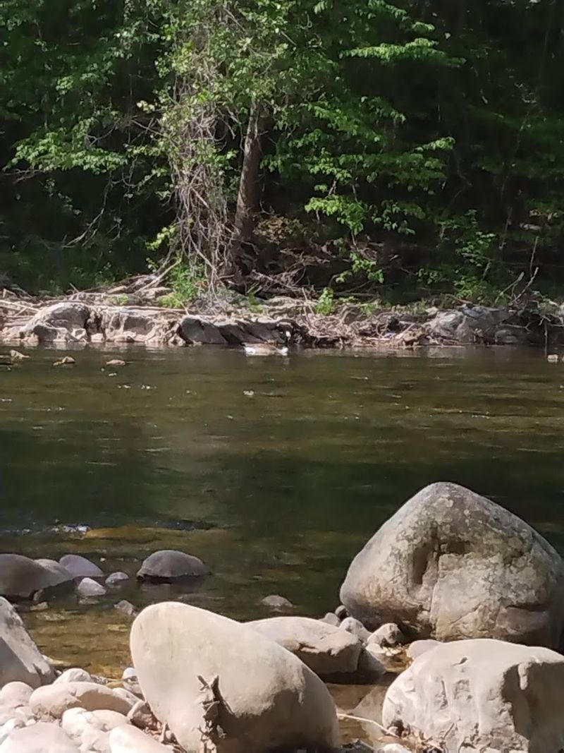 Camping Under the Stars in Jefferson National Forest