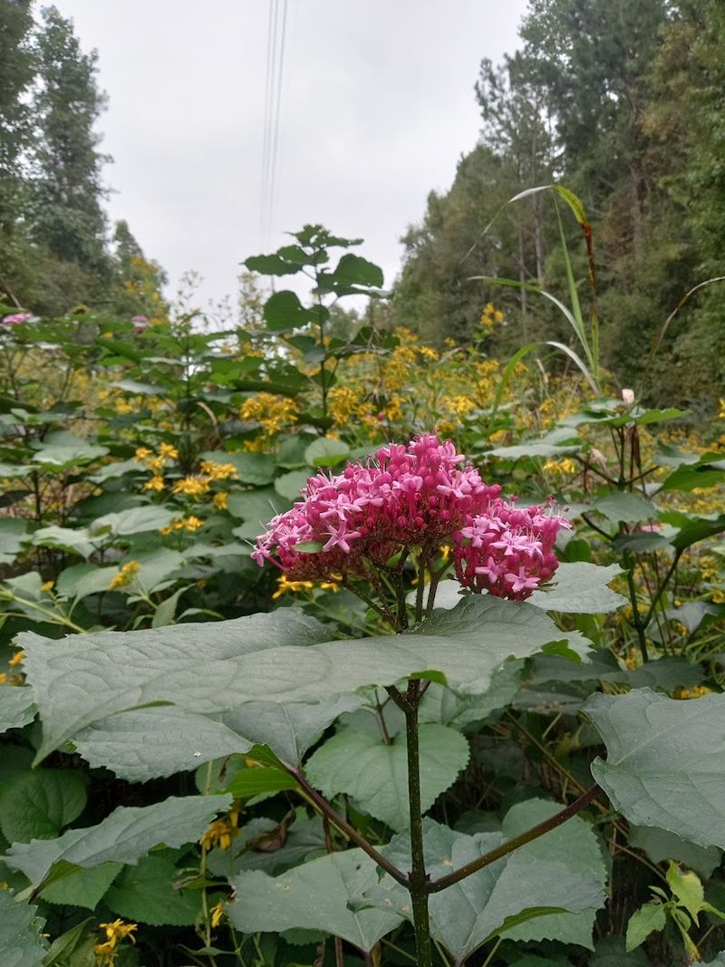 Camping and Hiking Around Lake Oconee: Nature at Its Best