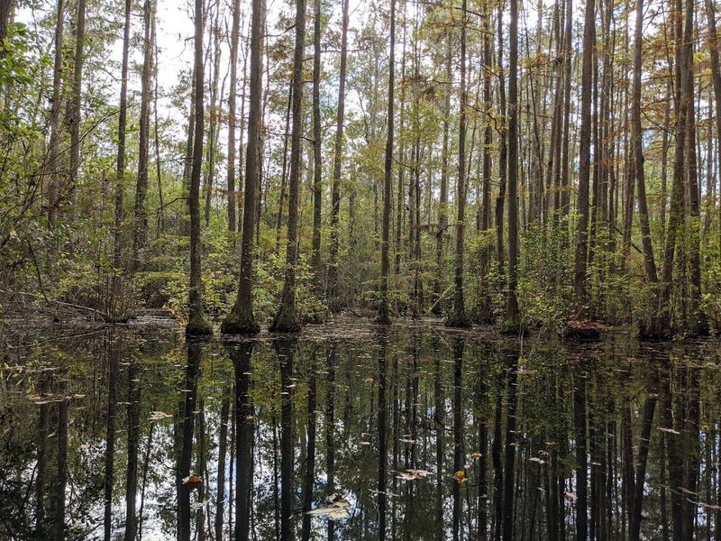 Canoeing and Kayaking Through a Preserved Black Water Wetland