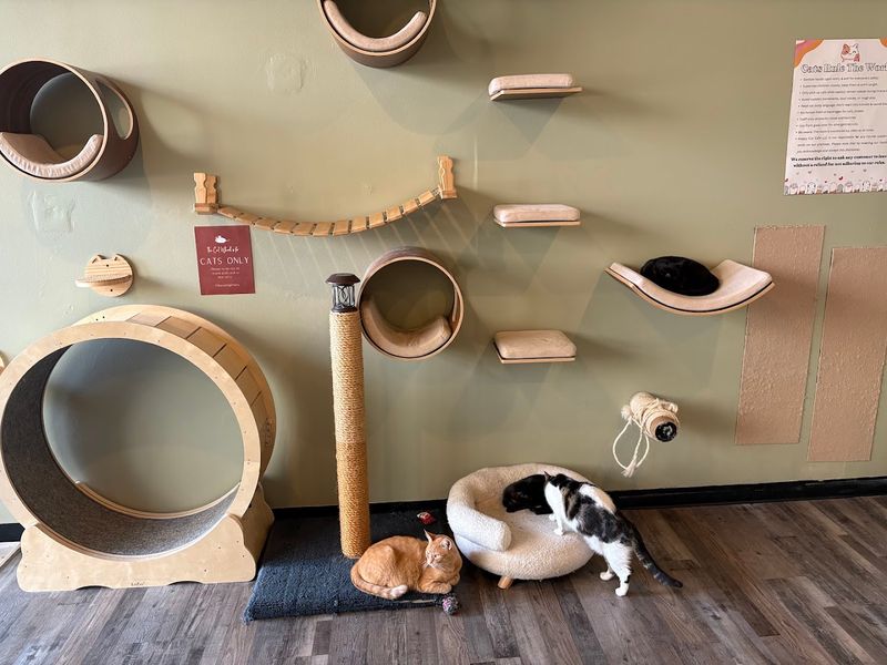 Cat Room Rules That Keep Everyone Safe and Happy