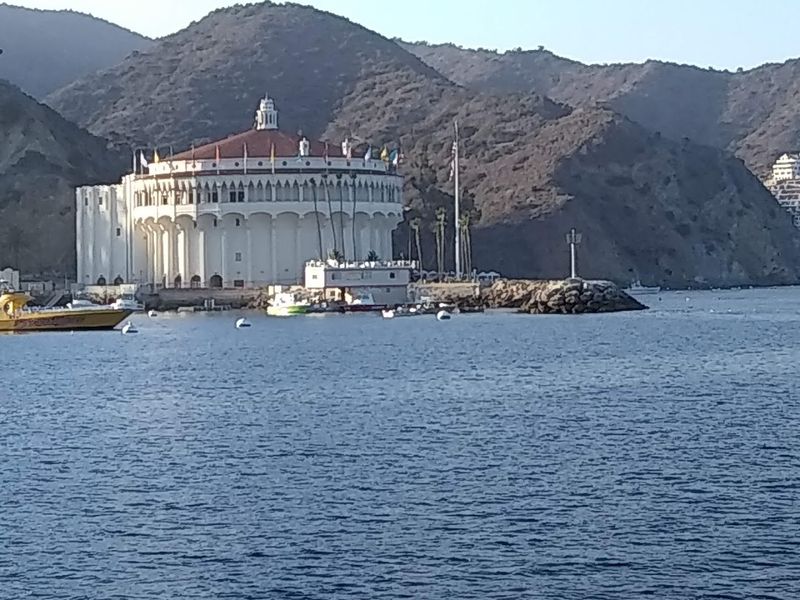 Catalina Island's Wild Bison Herd