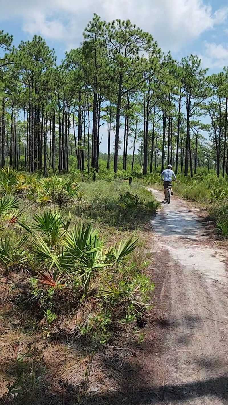 Coastal Forest Scenery That Feels Almost Exotic Coastal Forest Scenery That Feels Almost Exotic