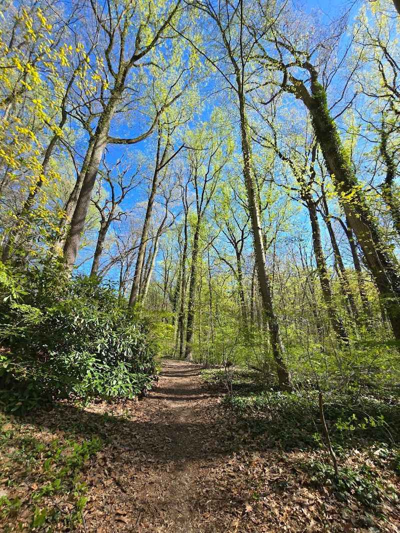Coastal Woodlands That Feel Like a Different World