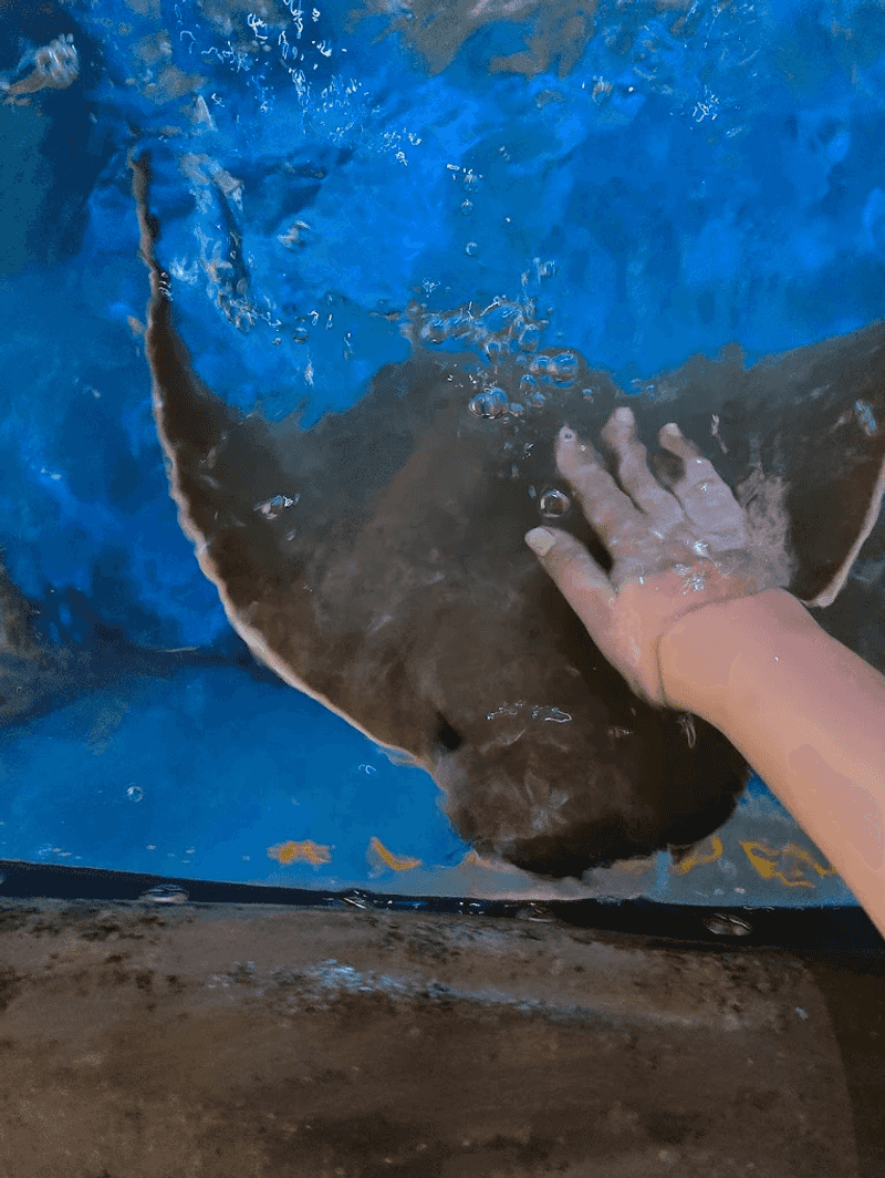 Conservation Mission and Marine Education Focus